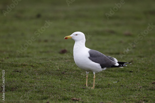 Lesser black-backed gull, Larus fuscus