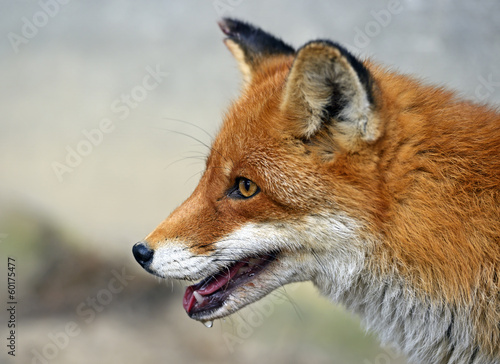 Fox portrait in natural habitat © kyslynskyy