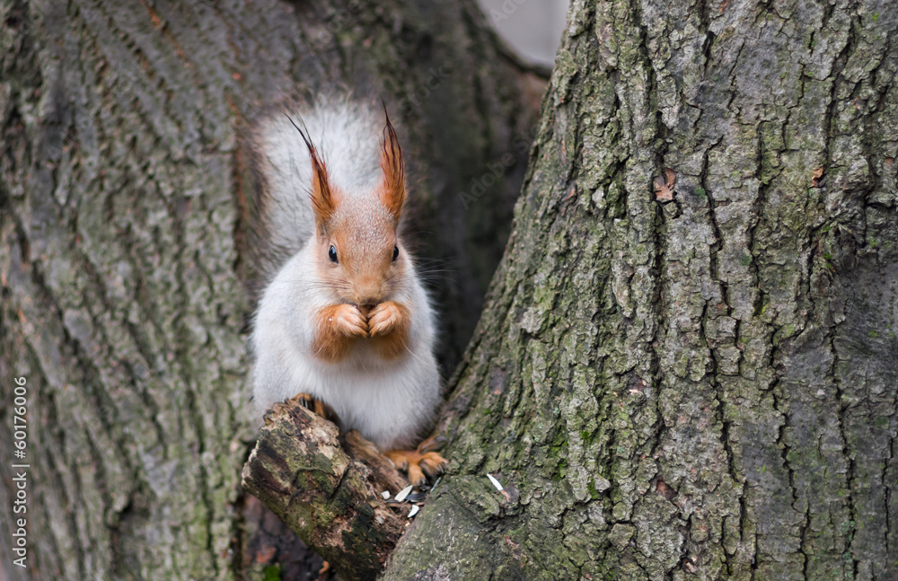 Eurasian red squirrel having lunch on a tree branch Eurasian red squirrel having lunch on a tree branch