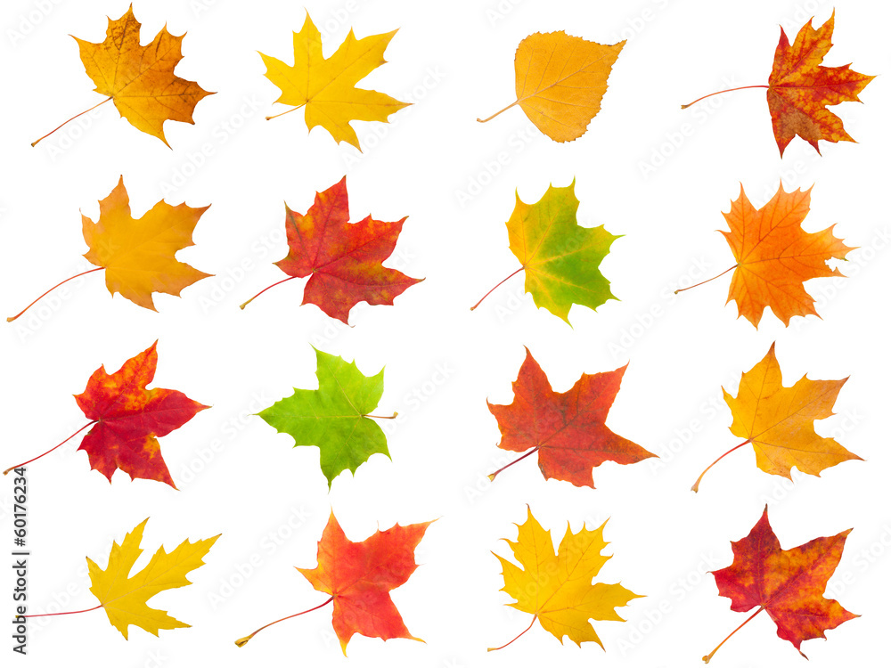 Maple leaves Maple leaves