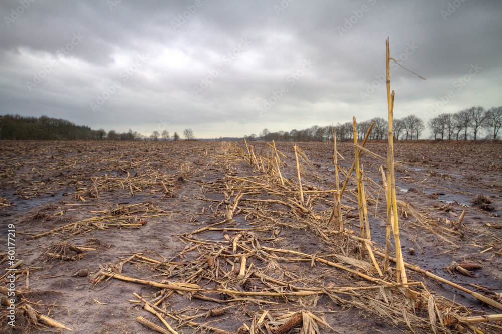 Muddy maize field under a grey sky