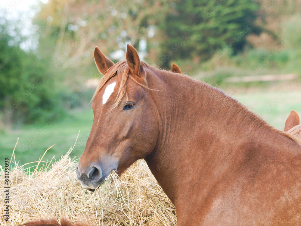 Obraz premium Horses Eating Hay