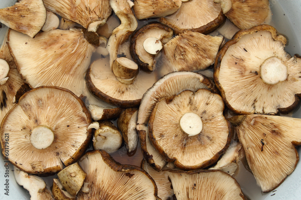 Mushrooms Mushrooms