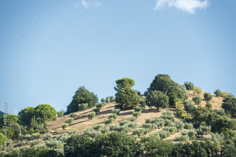 Hill with olive trees