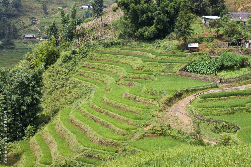 Paddy fields in northern Vietnam Paddy fields in northern Vietnam