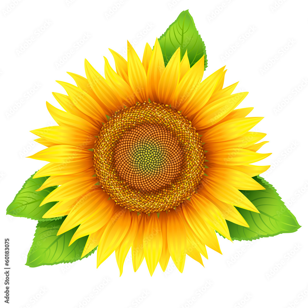 Obraz premium Flower of sunflower with leaves, isolated on white, vector