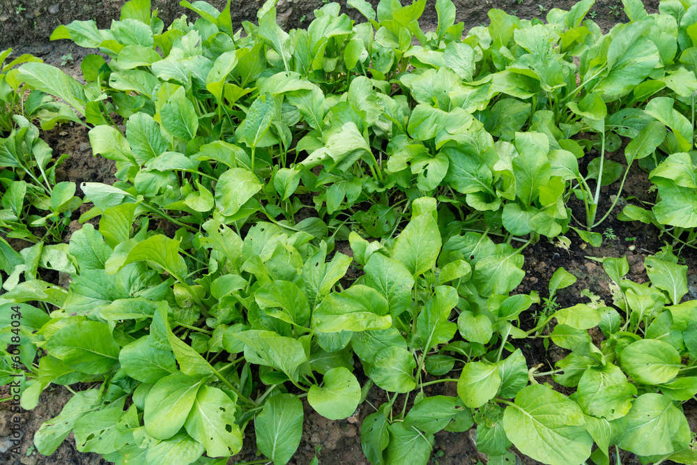 organic vegetables in plot organic vegetables in plot