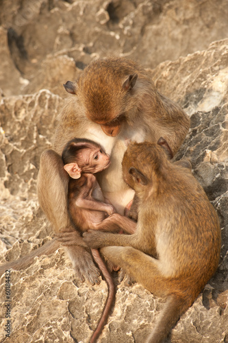 Monkey family in happiness . © topten22photo