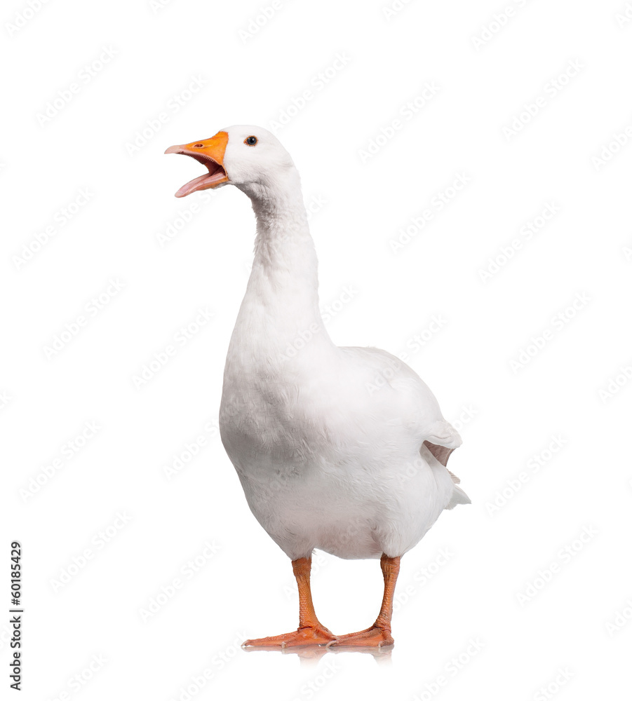 Obraz premium Domestic goose