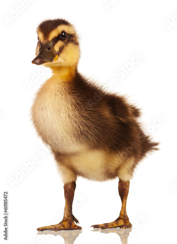 Domestic duckling