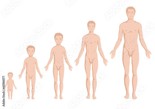 body growing stages, human body anatomy, age stadium