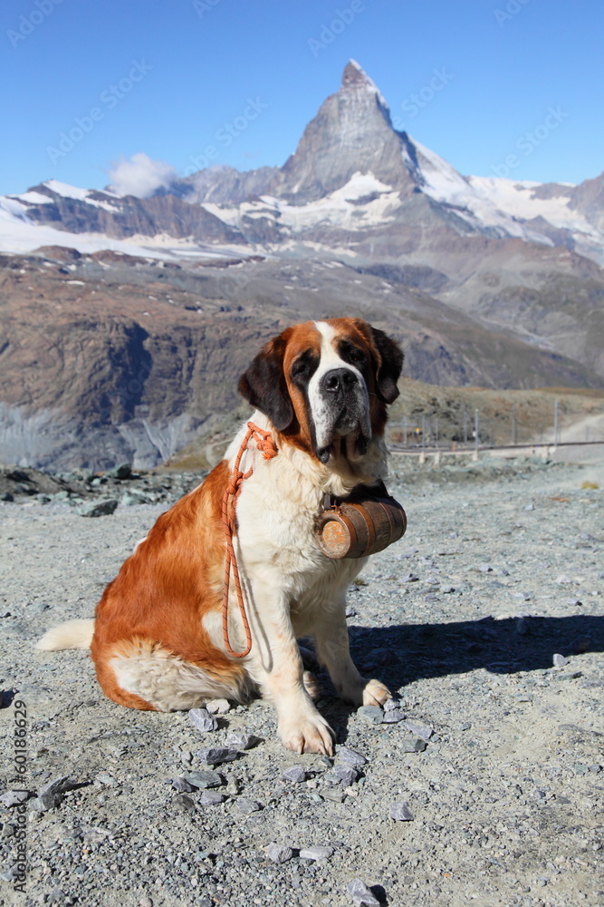 Saint Bernard dog at Matterhorn mountain, Switzerland