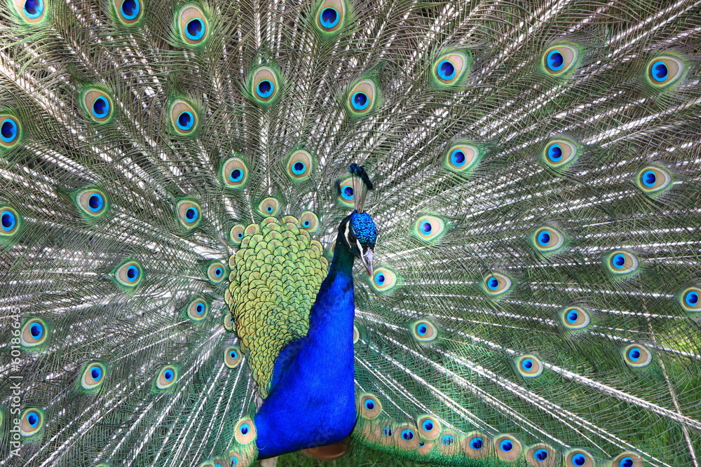 Obraz premium beautiful peakcock with feather details