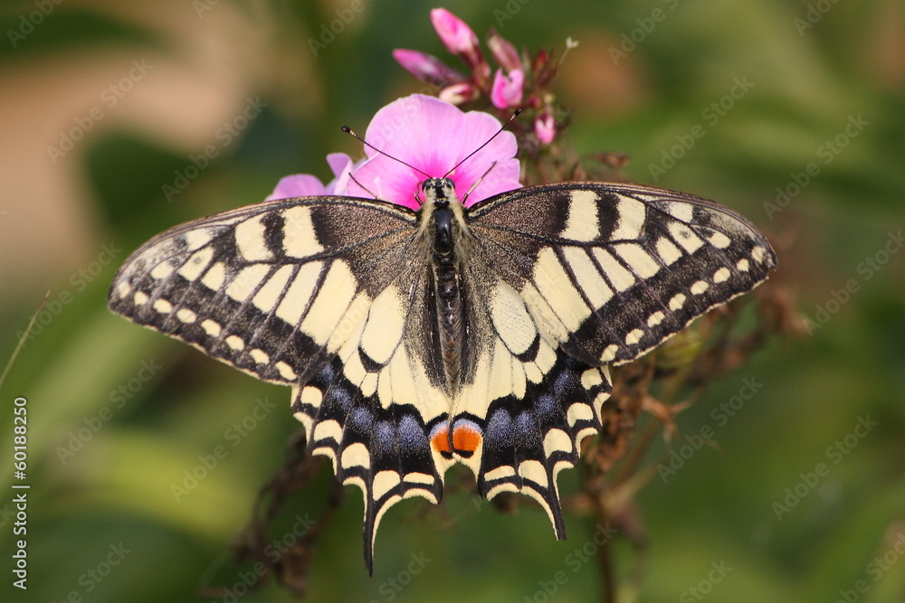 Naklejka premium Бабочка махаон на цветке флокса