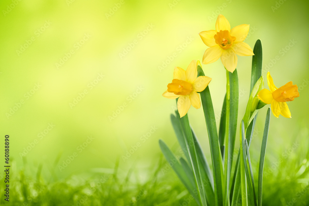 Daffodil flowers Daffodil flowers