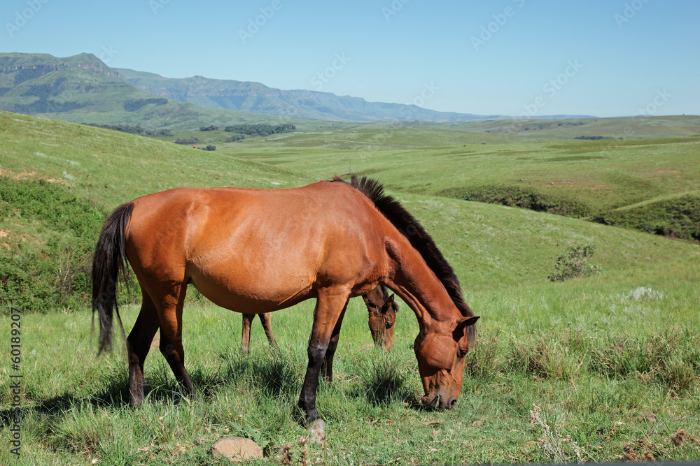 Mountain horses