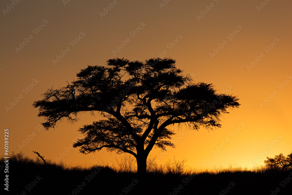 Sunset with silhouetted tree, Kalahari desert Sunset with silhouetted tree, Kalahari desert