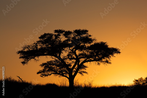 Sunset with silhouetted tree  Kalahari desert