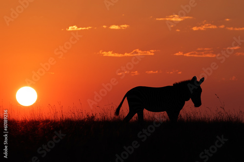 Cape Mountain Zebra silhouetted against a red sunrise © EcoView