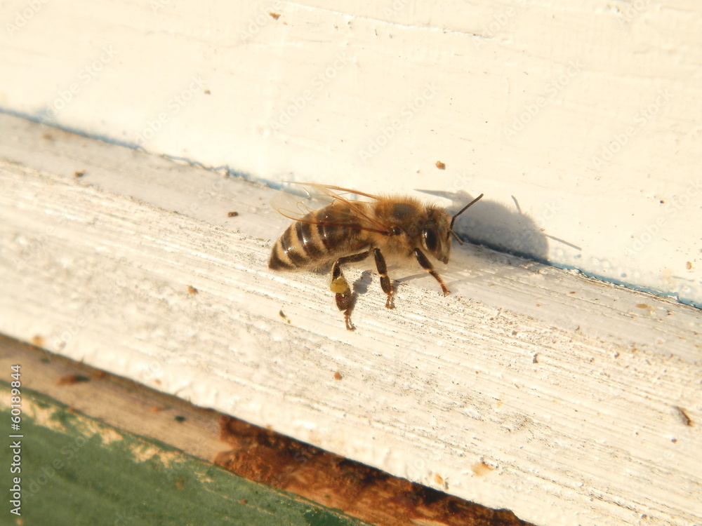 Obraz premium bees at the entrance to the hive