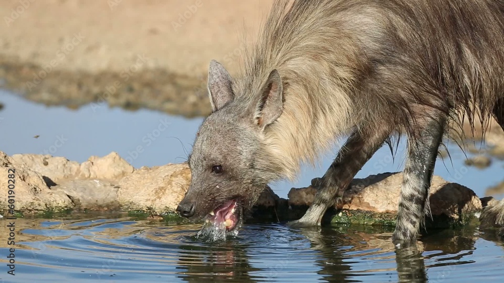A brown hyena drinking water at a waterhole, Kalahari desert A brown hyena drinking water at a waterhole, Kalahari desert