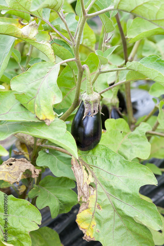 Organic eggplant growing on bush with selective focus