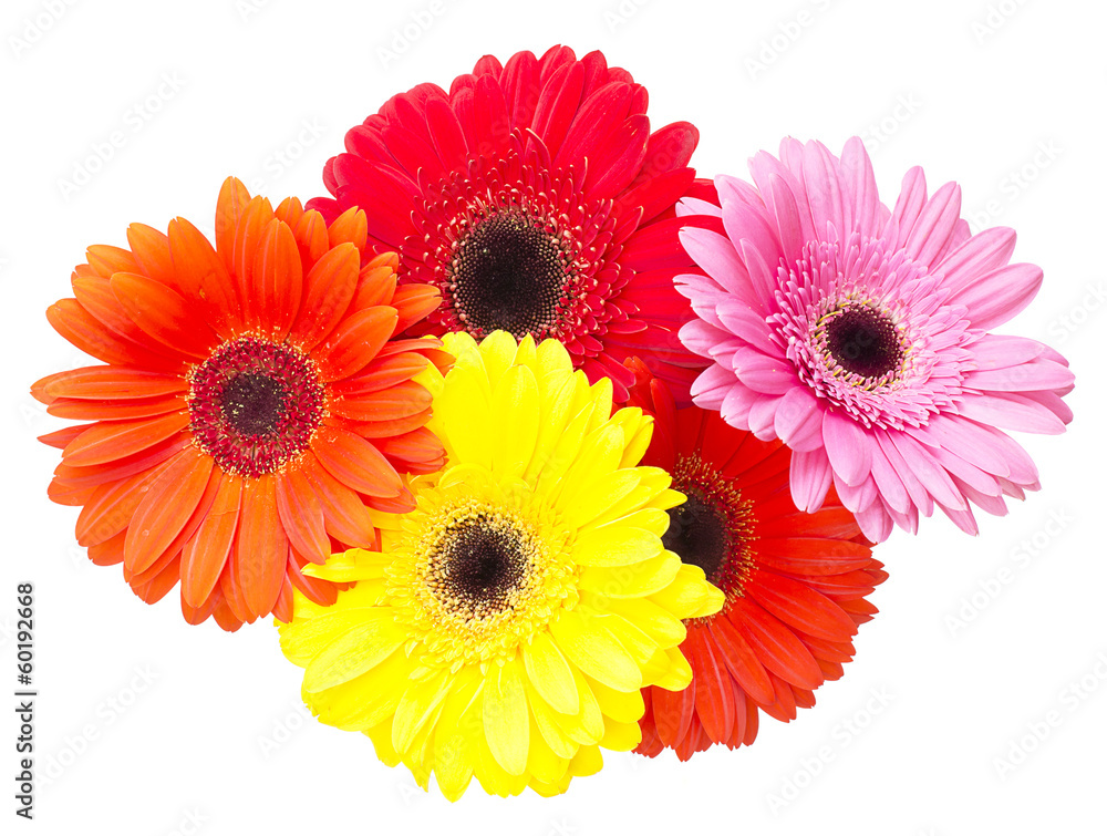 Gerbera flower isolated on white background Gerbera flower isolated on white background