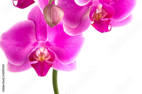 Moth Orchid