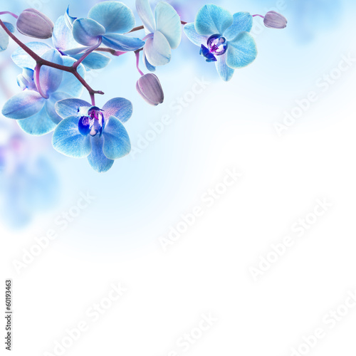 Fototapeta Naklejka Na Ścianę i Meble -  Floral background of tropical orchids