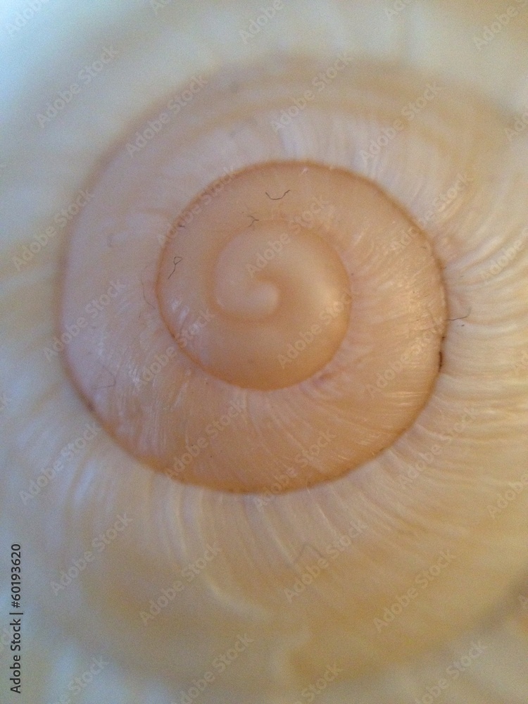 snail spiral snail spiral