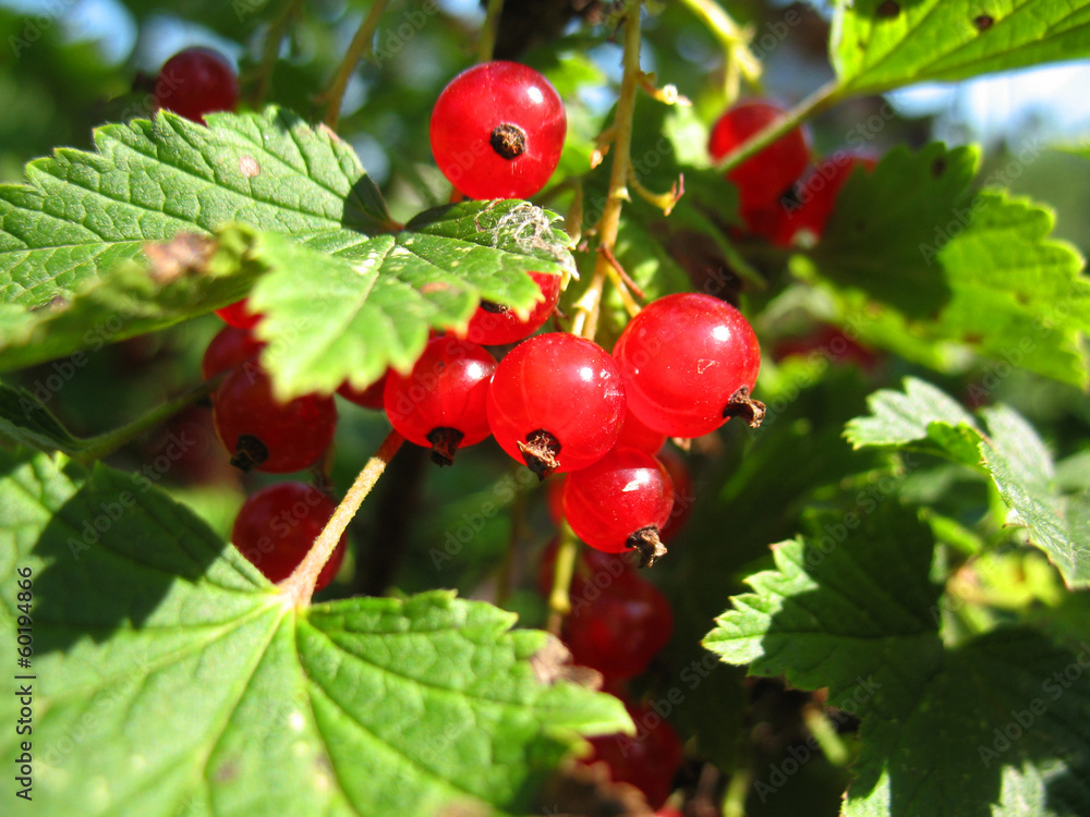 red currant red currant