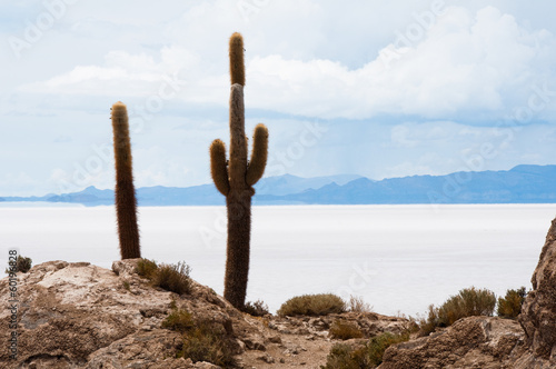 Incahuasi island in Salar de Uyuni (Bolivia)