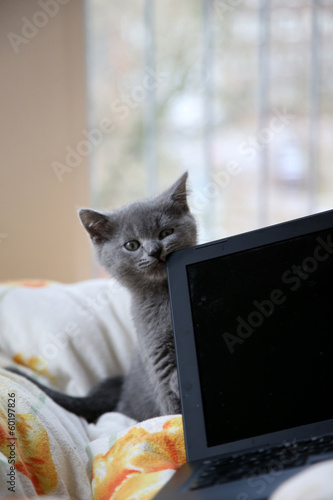 Britsch Kurzhaar Baby mit Laptop im Bett
