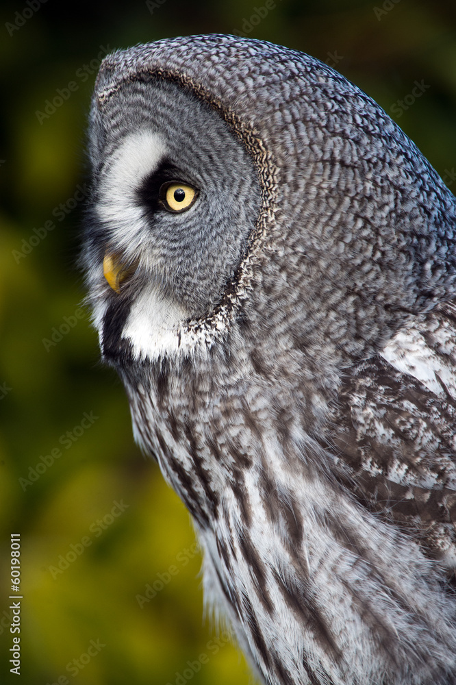 Obraz premium Great Grey Owl