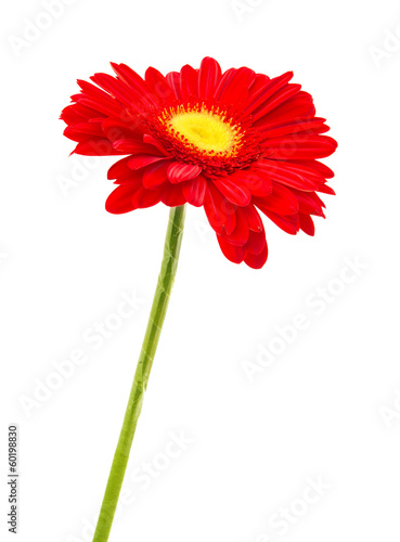 Fototapeta Naklejka Na Ścianę i Meble -  red gerbera isolated