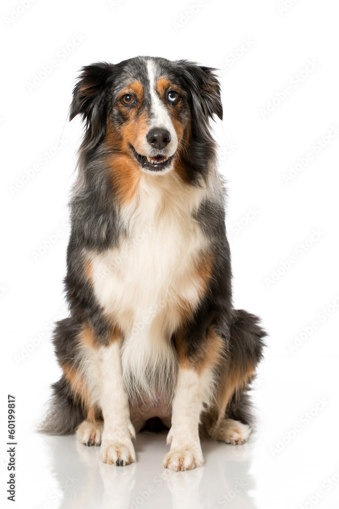 Australian Shepherd