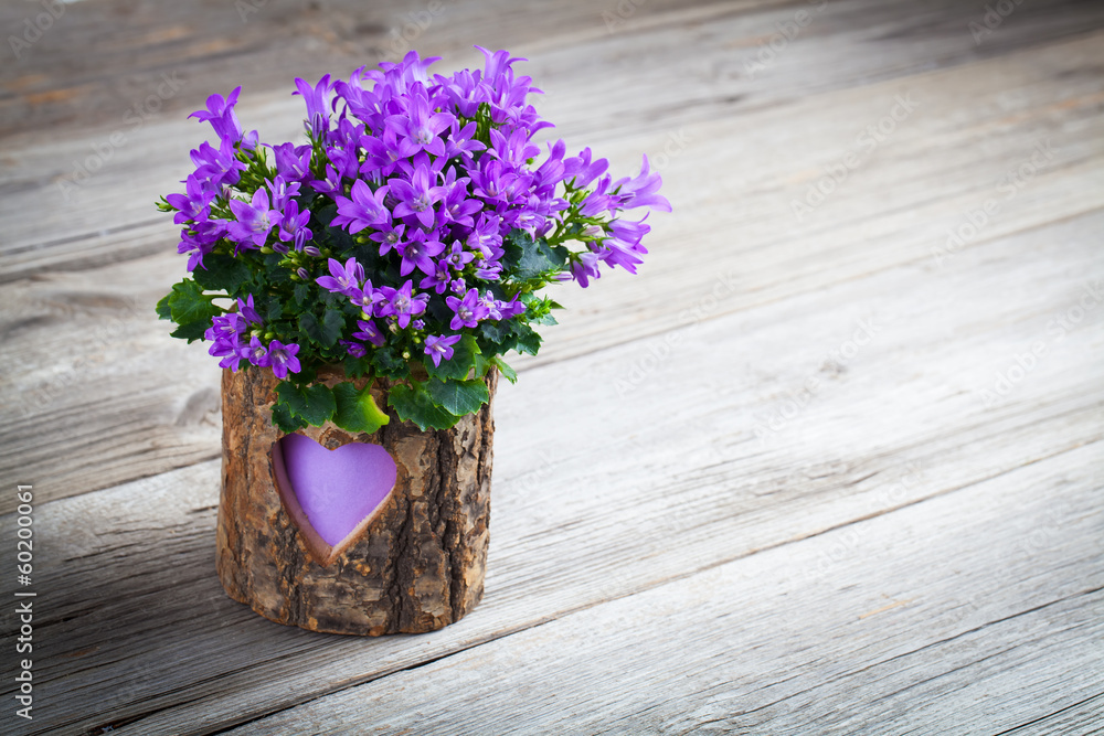 blue campanula flowers for Valentine's Day on wooden background blue campanula flowers for Valentine's Day on wooden background
