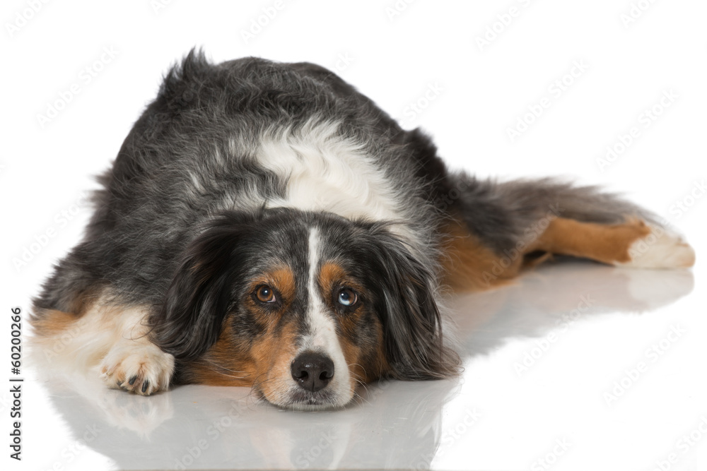 Australian Shepherd Australian Shepherd