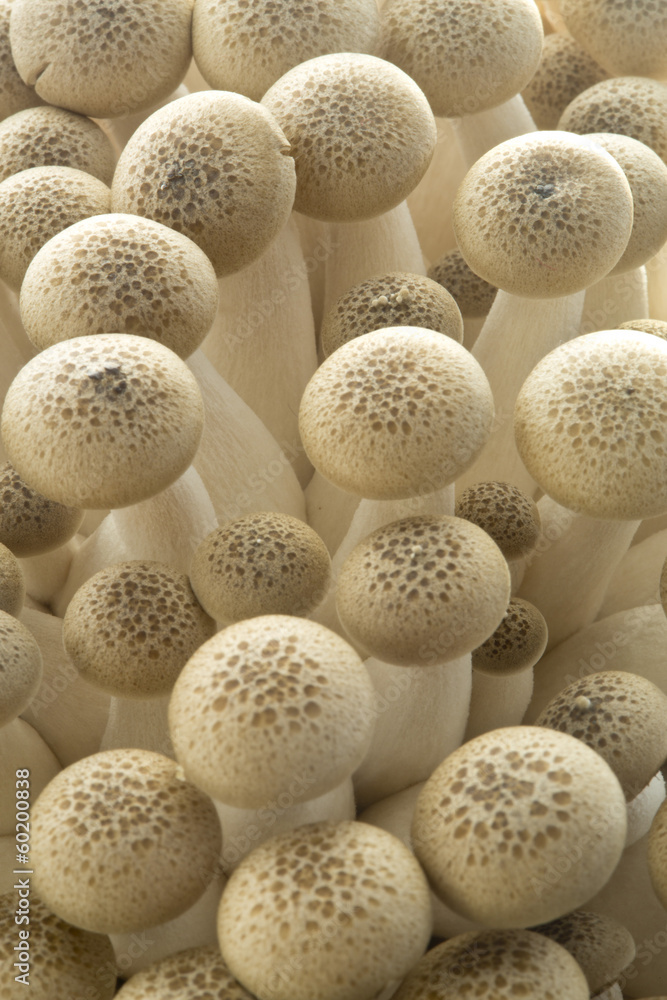 Bunashimeji mushrooms Bunashimeji mushrooms