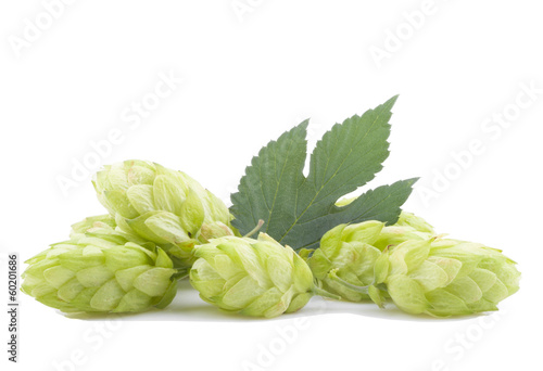 Hop cones on a white background.