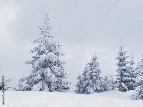 Snowy trees in the mountain valley