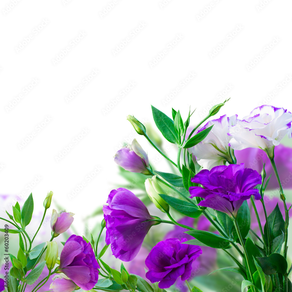 Violet Eustoma flowers