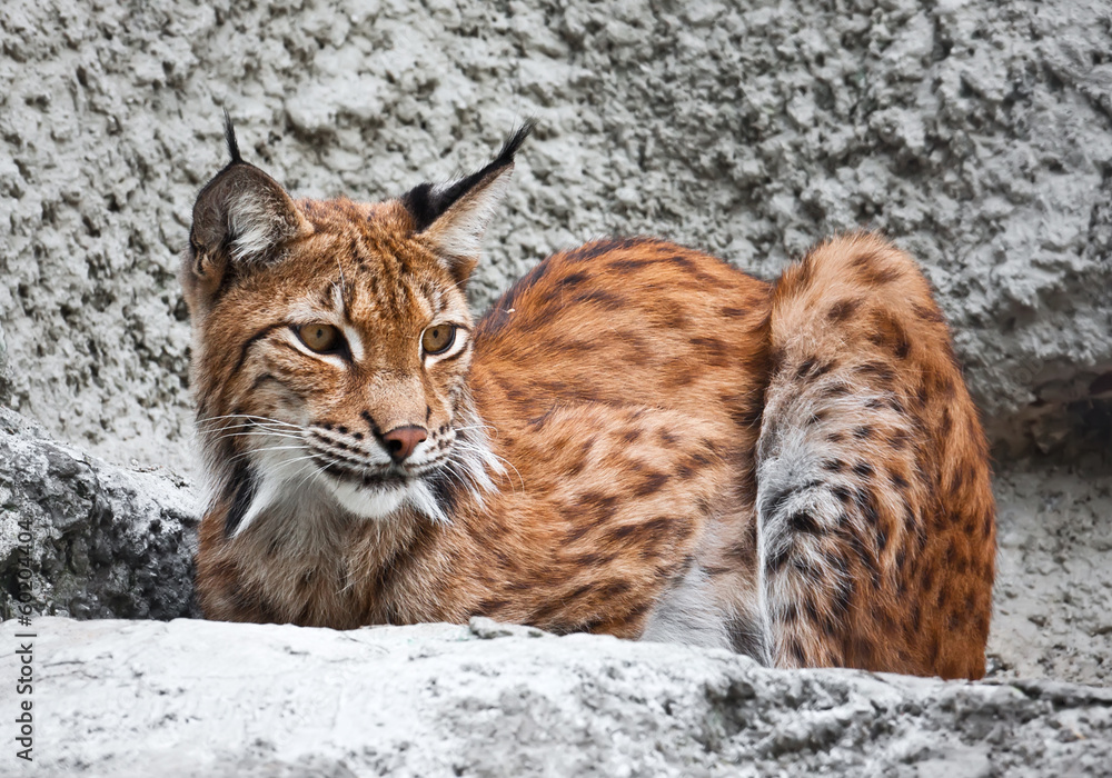 Fototapeta premium Lynx