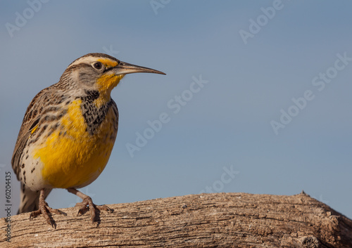 Western Meadowlark photo