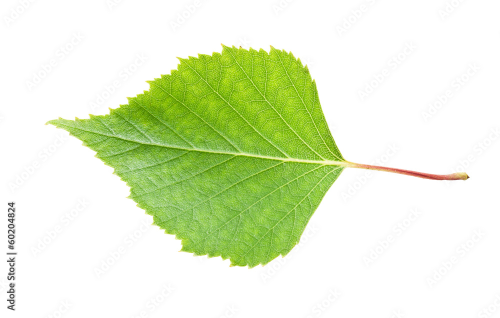 Obraz premium Green leaf