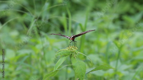 Butterfly on green leave