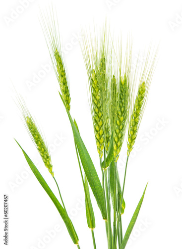 Green wheat isolated
