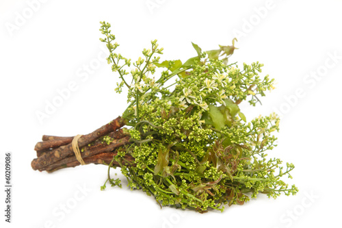 Neem leaves-Azadirachta indica, Margosa, Quinine (Azadirachta in photo
