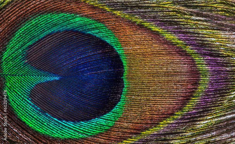 Obraz premium bright peacock feather background