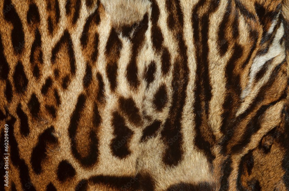 pelliccia di leopardo dell'amur pelliccia di leopardo dell'amur